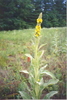 2. Bulk Mullein Leaves (Gallon Bag)